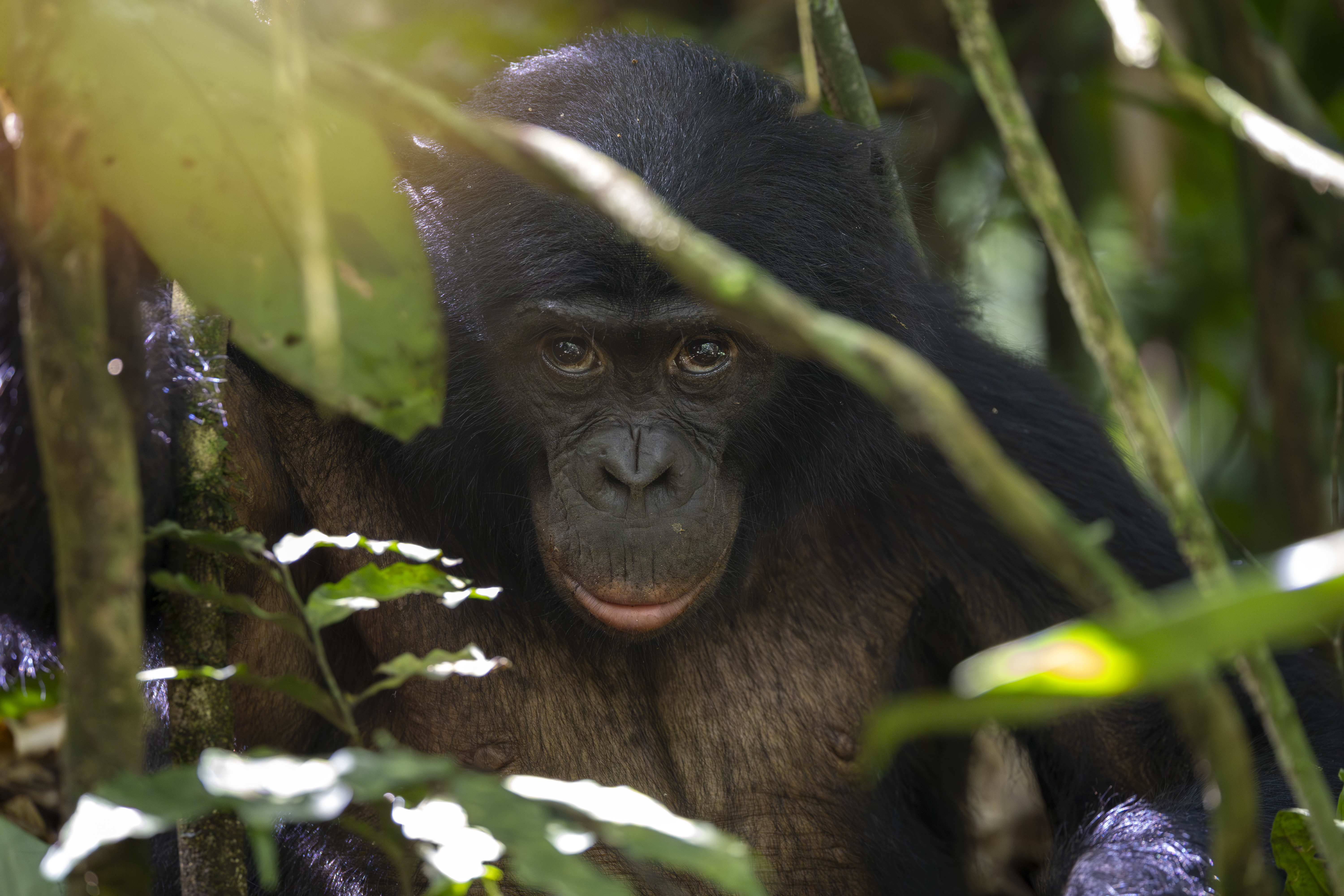 bonobo