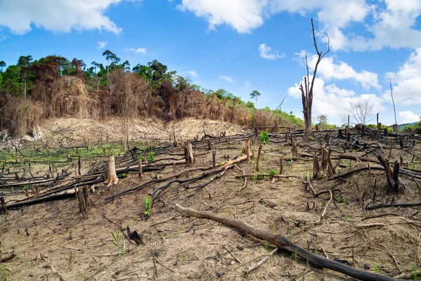 deforestation