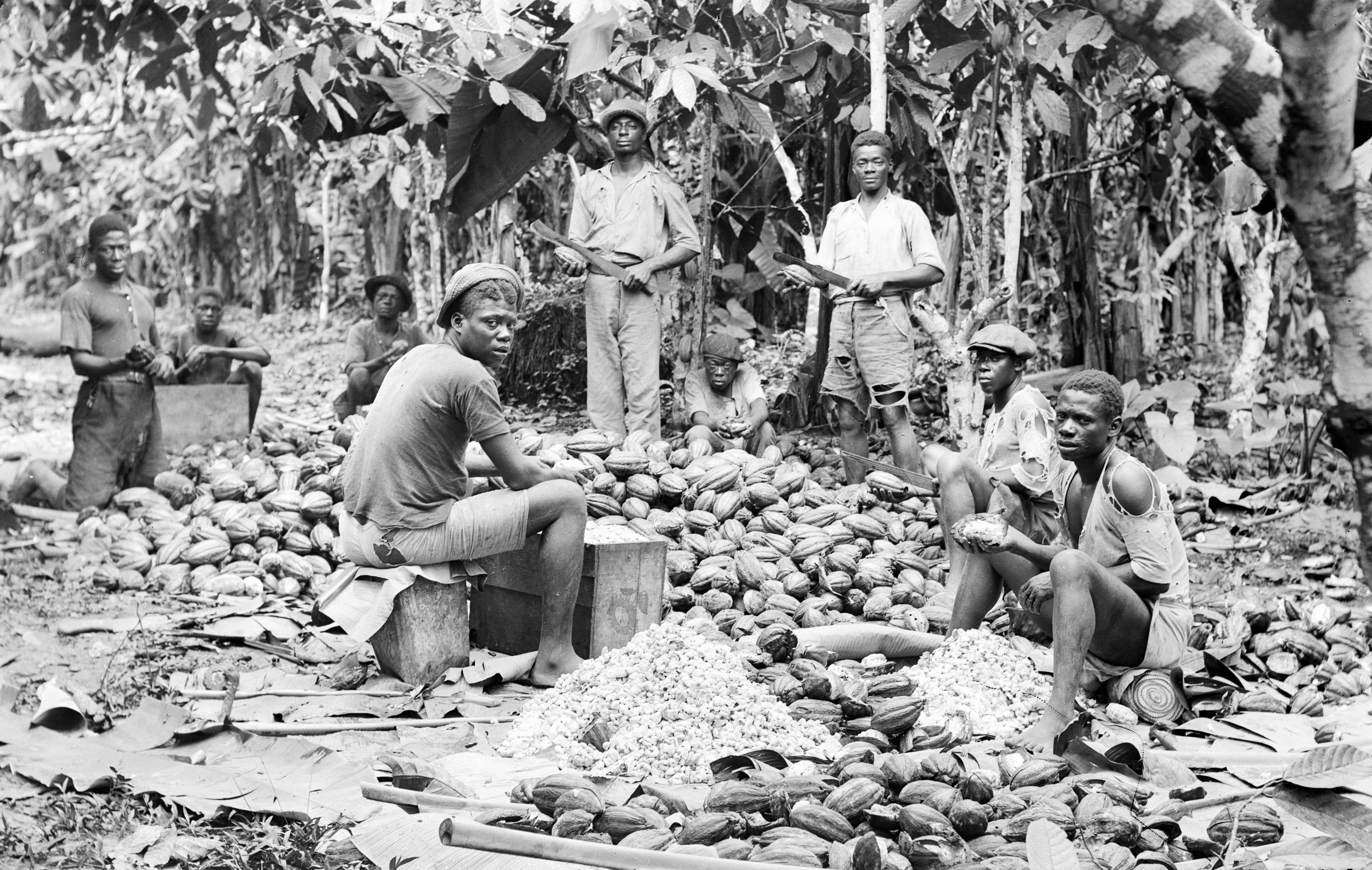 plantation cacao