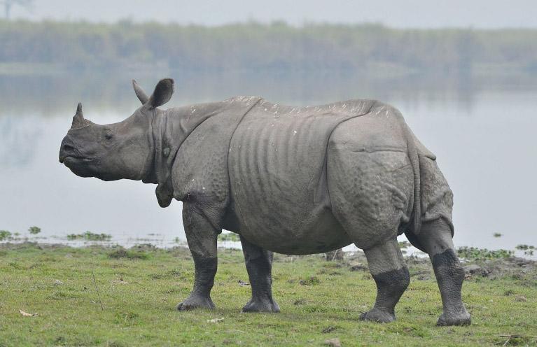 rhinocéros du Népal
