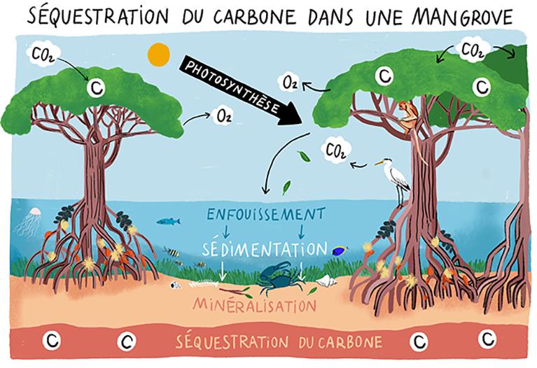 séquestration-carbone-dans-mangrove-2