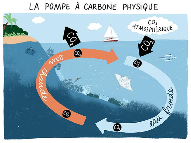 pompe-carbone-physique-2