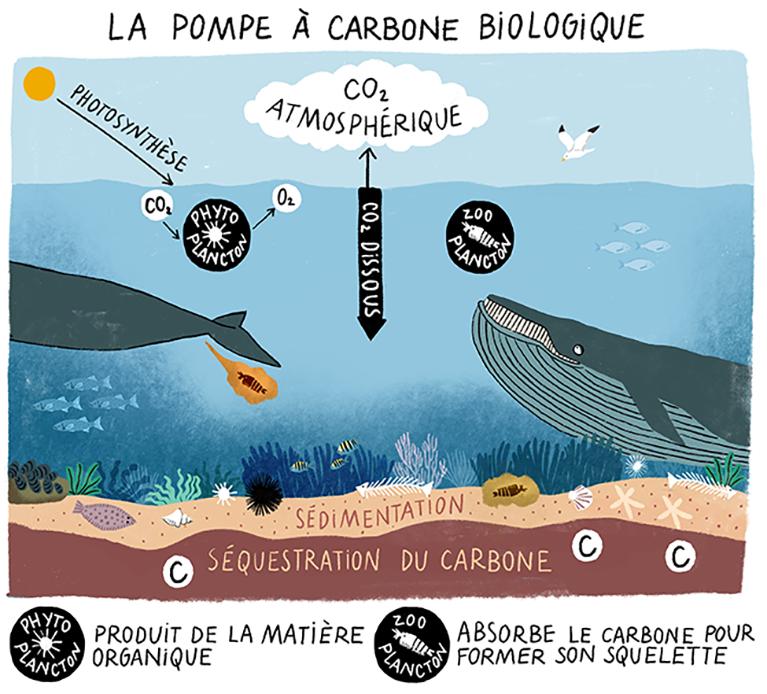 pompe-carbone-biologique-2