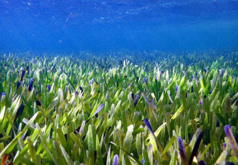 Posidonia australis