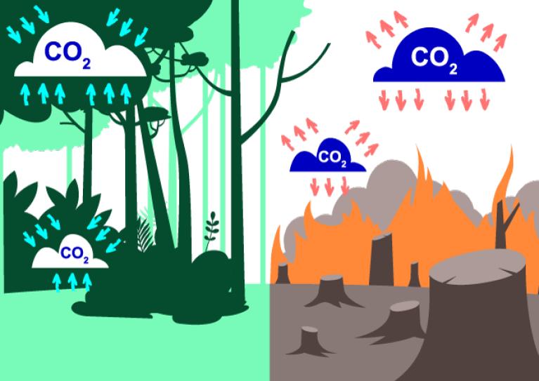 illustration les arbres captent le carbone