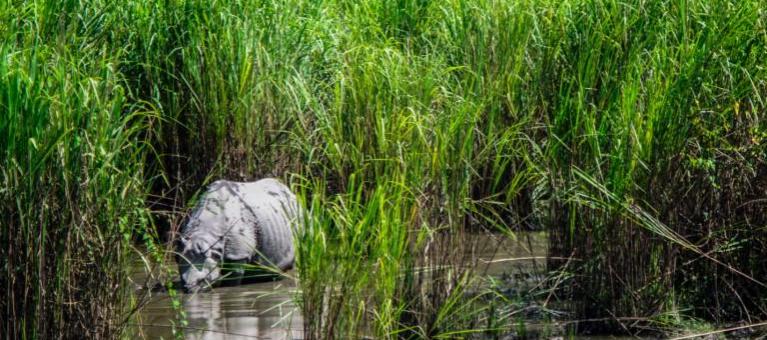 Les services rendus par la nature ft Florence Porcel