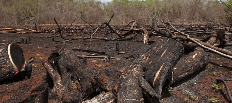 bannière écocide déforestation