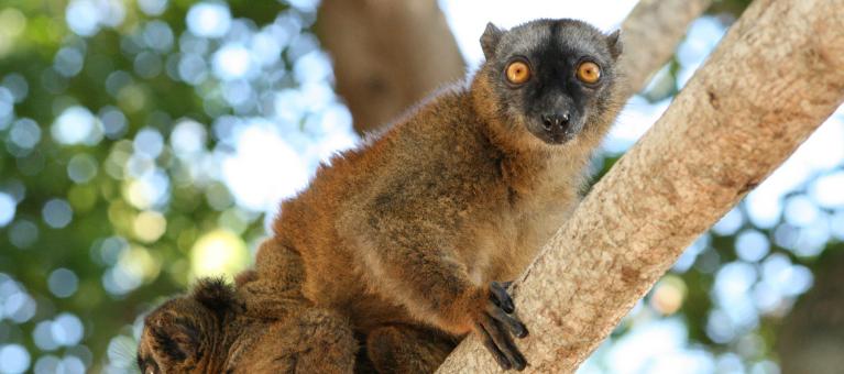 animal sur un arbre image biodiversité