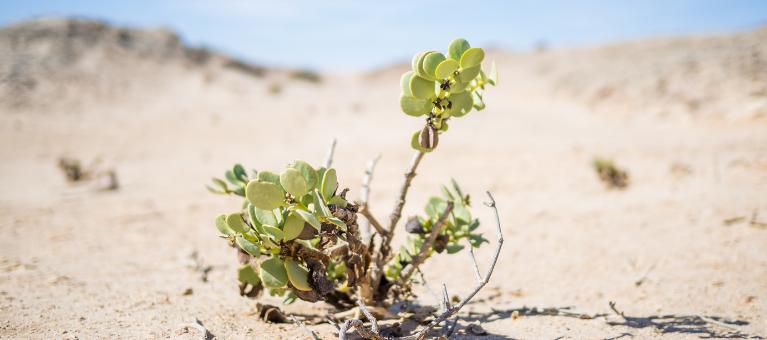 Adaptation au changement climatique