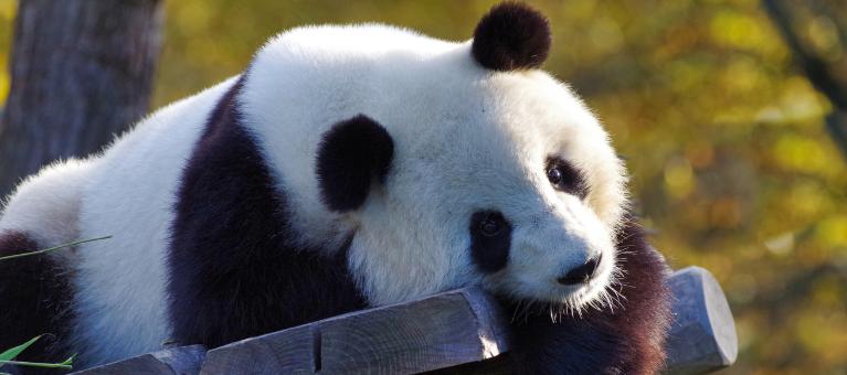 espèce parapluie panda