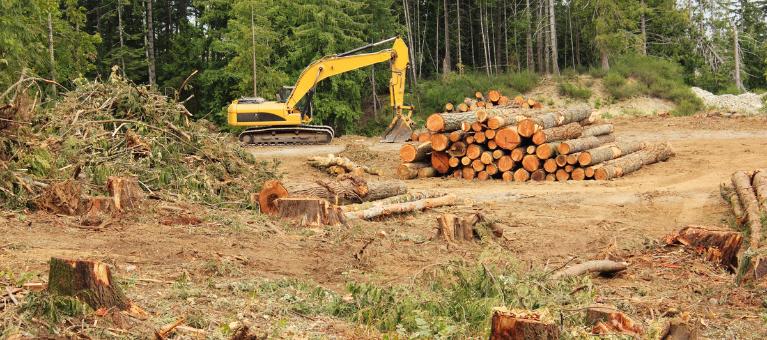déforestation