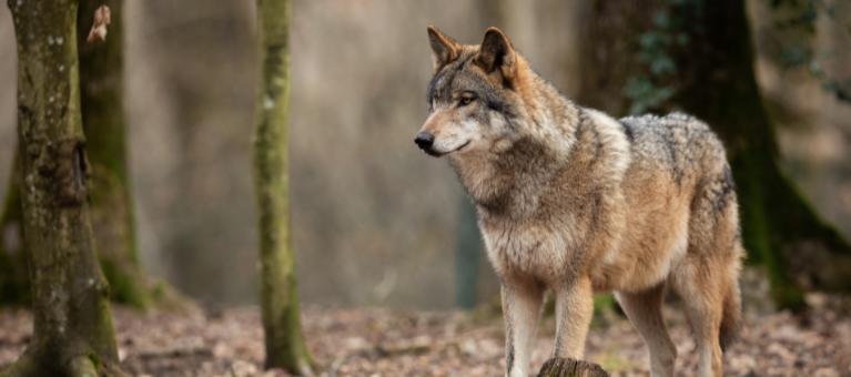 desktop loup