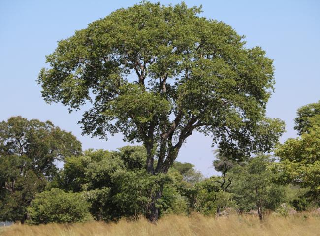 Sclerocarya birrea